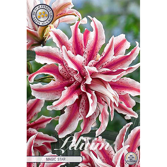 Orientlilja 'Magic Star'