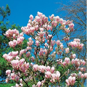 Praktmagnolia CO 40-50 cm 1-pack