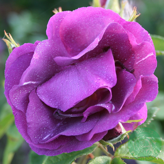 Ros 'Rhapsody in Blue'