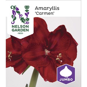 Amaryllislök Carmen