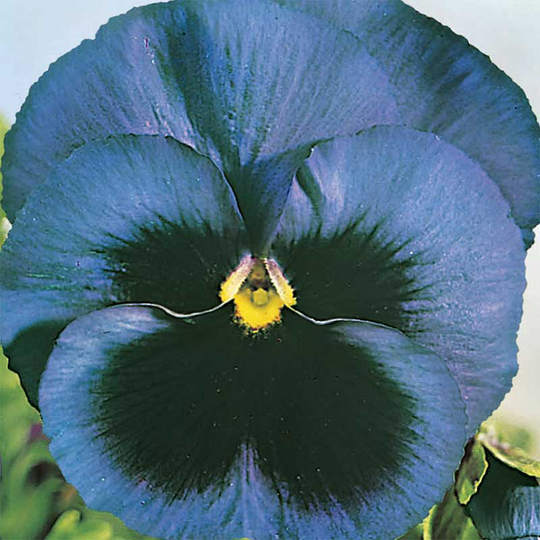 Pensé 'Swiss Giant Ullswater Blue'