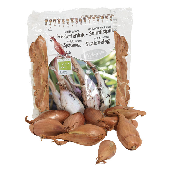 Schalottenlök 'Longor' sättlök ekologisk, 200g