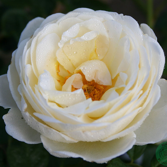 Ros 'Uetersener Klosterroser'