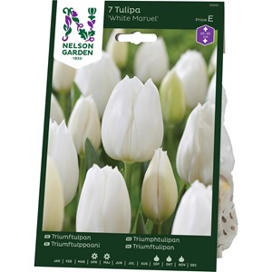 Höstlök Nelson Garden Triumftulpan White Marvel Vit