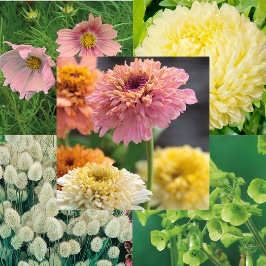 Snittblomsmix, Pastell