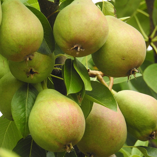 Ympris päron ’Carola’