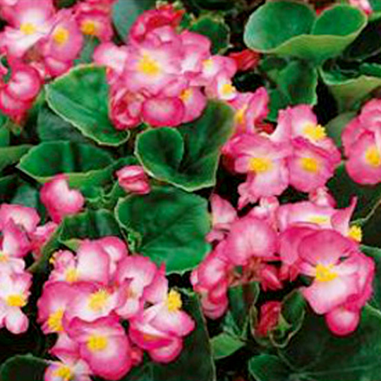 Begonia Lucenec, white/pink