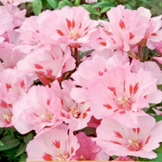 Atlasblomma Ruzova