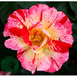 Flerblommig buskros 'Hanky Panky' 1-pack