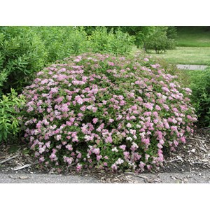 Praktspirea rosa 'Little Princess' CO 10-pack