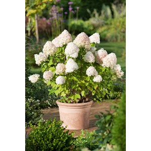 Vipphortensia 'Limelight' CO 3-pack