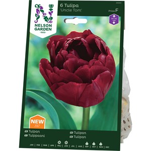 Sen Fylld Tulpan Nelson Garden Uncle Tom Mörkröd
