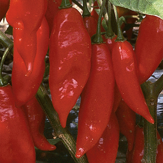 Havannapeppar 'Hot Paper Lantern'