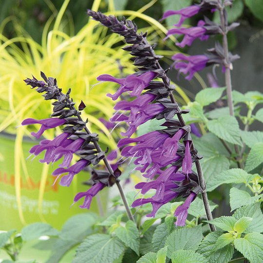 Salvia 'Amistad', 3-pack