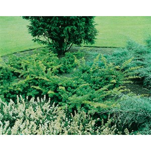 Idegran 'Summergold', 30-40 cm 5-pack