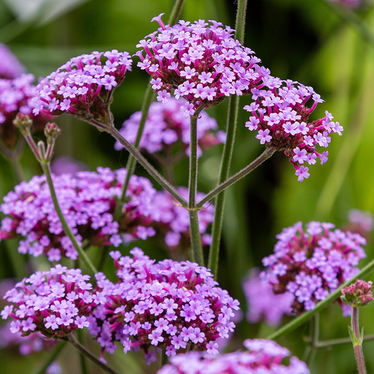 Jätteverbena Verbena bonariensis, 6-pack