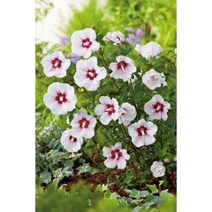 Frilandshibiskus 'Red Heart', 3-pack