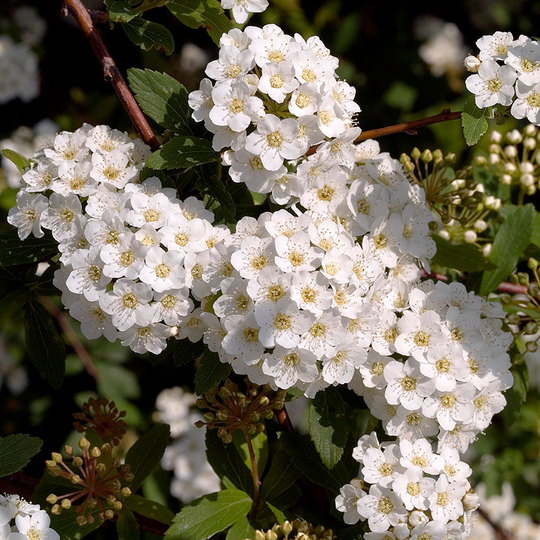 Bukettspirea 50-80 cm, 10-pack