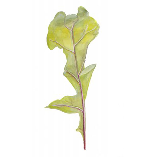 Ruccola