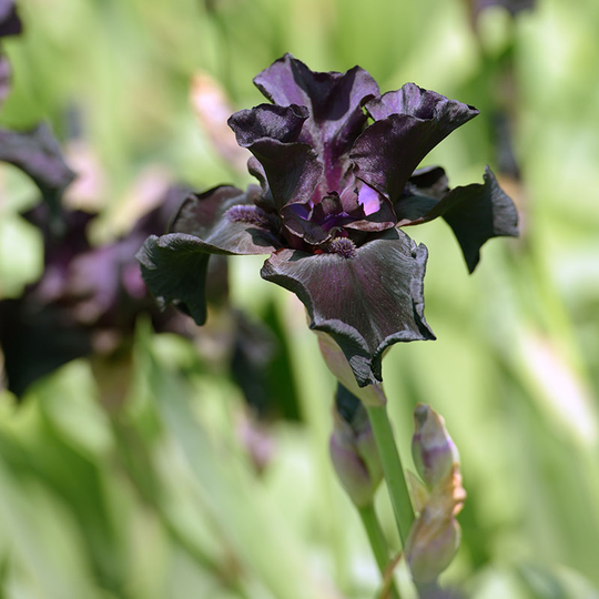 Sammetsiris 'Black Form', 3-pack