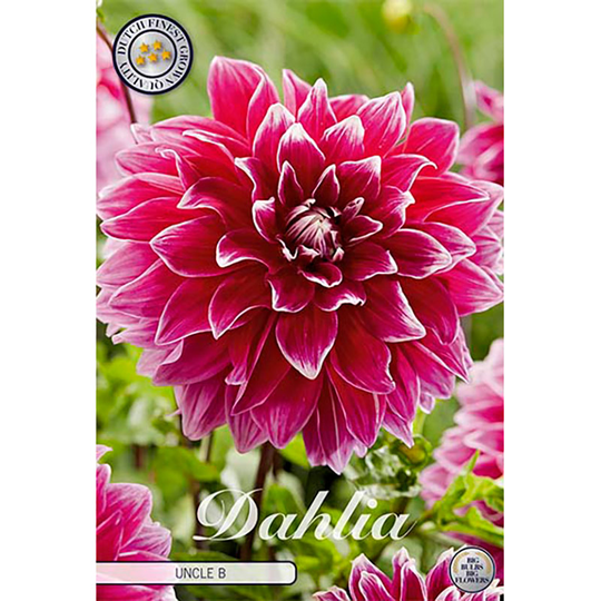 Dekorativdahlia 'Uncle B'