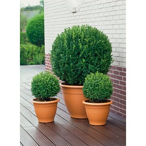 Buxbom Klot CO, 25-30 cm