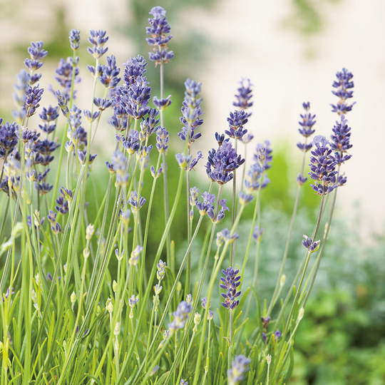Lavendel 'Munstead' 2L, 2pack