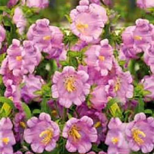 Mariaklocka Canterbury Bell Pink