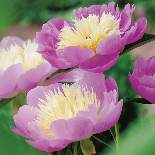 Luktpion 'Bowl of Beauty' 2L, 2-pack
