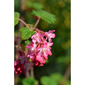 Rosenrips 'King Edward VII' 10-pack