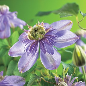 Klematis 'Blue Light' 5-pack