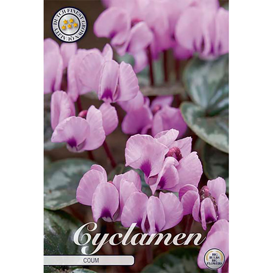 Dvärgcyklamen