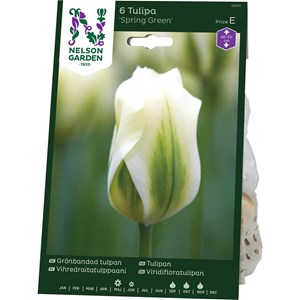 Höstlök Nelson Garden Grönbandad Tulpan Spring Green Vit
