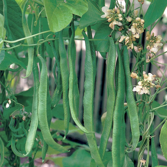 Rosenböna 'White Emergo', ekologisk