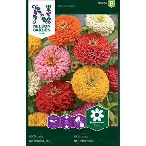 Fröer Nelson Garden Zinnia Hög Blandade färger