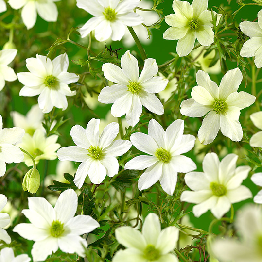 Klematis 'Early Sensation'