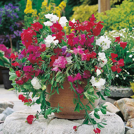 Luktärt 'Patio', mix