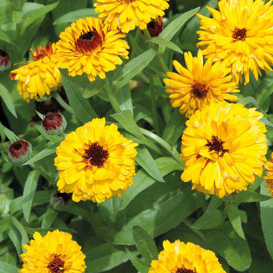 Ringblomma 'Bull's Eye'