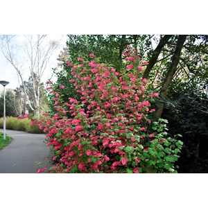 Rosenrips 'King Edward VII' 1-pack