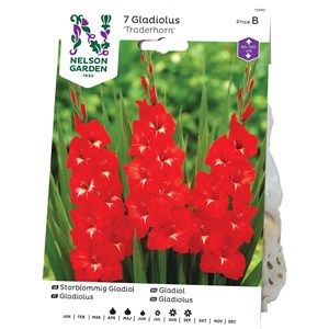 Vårlök Nelson Garden Gladiol Storblommig Traderhorn, Röd