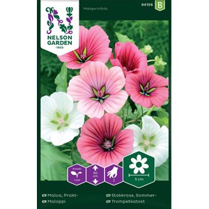 Fröer Nelson Garden Malva Prakt- Blandade Färger