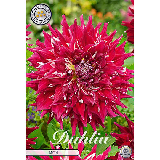 Dekorativdahlia 'Myth'