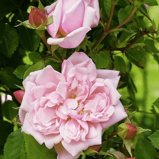 Ros 'Albertine'