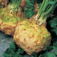 Selleri 'Monarch'