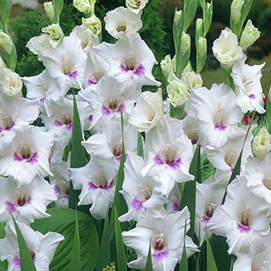 Gladiol 'Home Coming'
