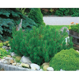 Bergtall Låg 'Mugo', 30-35 cm 3-pack