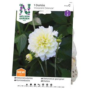 Vårlök Nelson Garden Dahlia Innocent Silence Hög, Gul