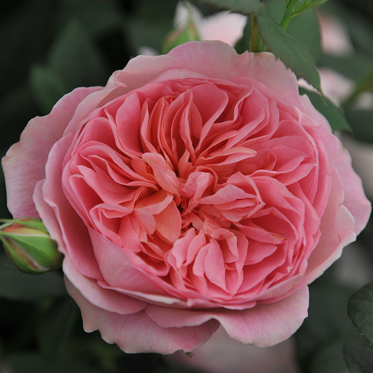 Ros 'Boscobel'