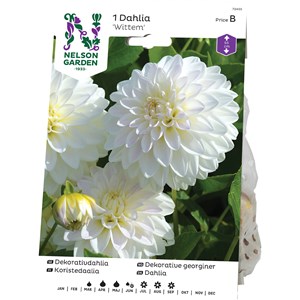 Vårlök Nelson Garden Dekorativdahlia Wittem Låg, Vit/ljuslila