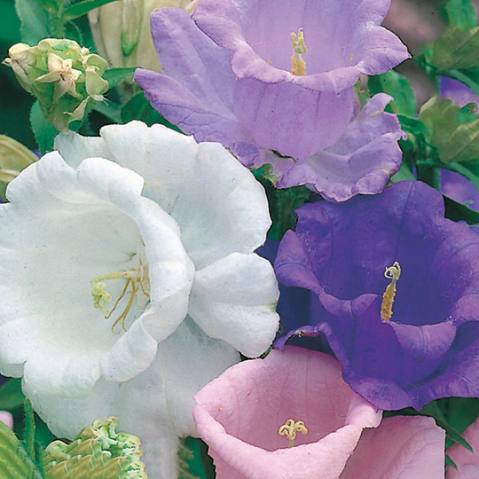 Mariaklocka 'Cup & Saucer mixed'